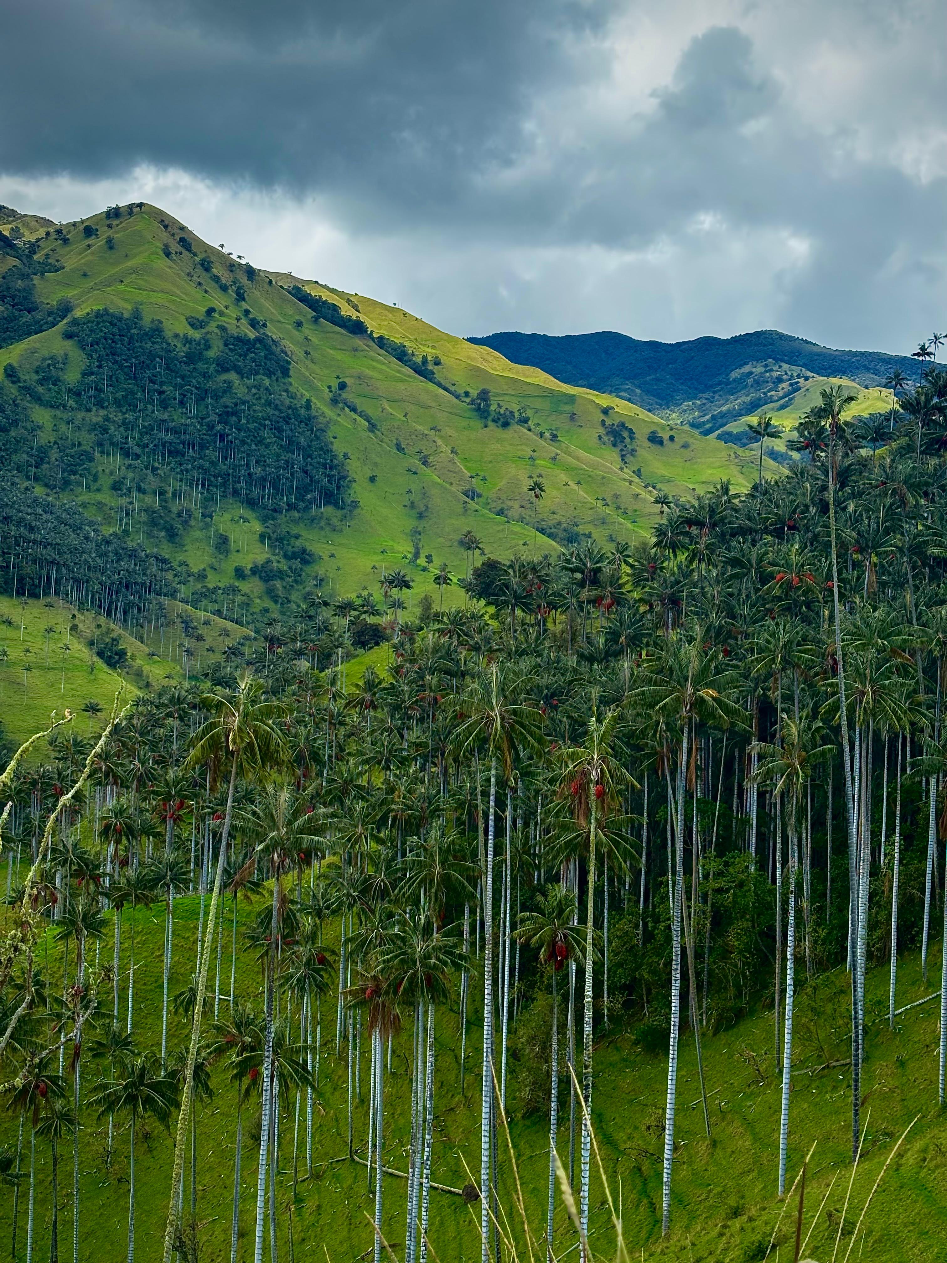 Bosque de palma de cera en La Carbonera, Quindío