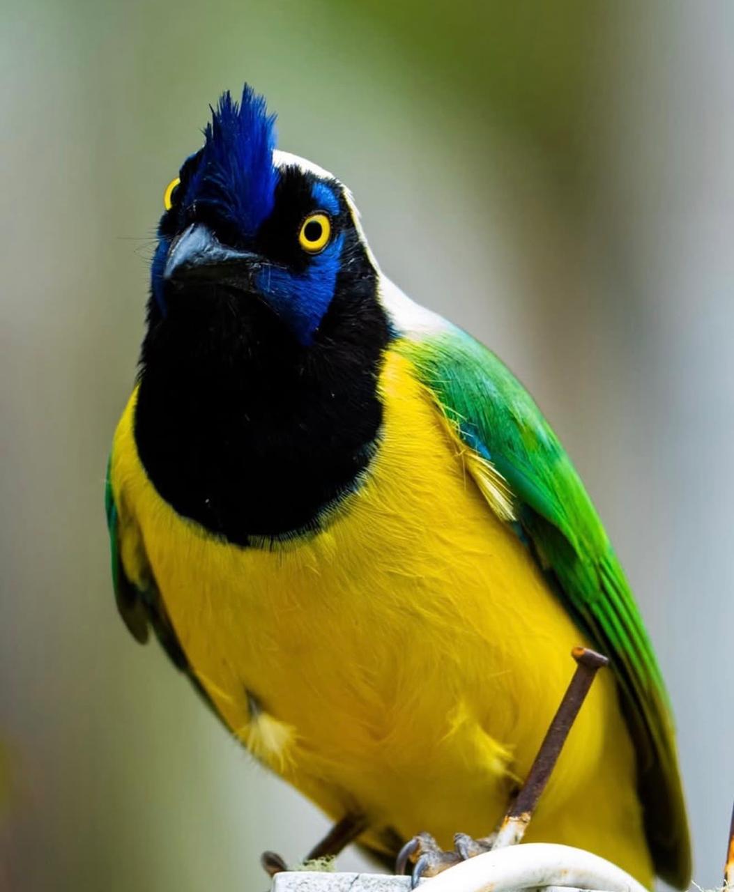 Ave de plumaje amarillo y azul en La Carbonera, Quindío