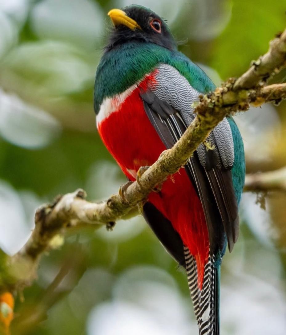 Trogón de pecho rojo, una de las aves que se pueden avistar en La Carbonera
